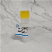 兔抗重组蛋白A（SPA）抗体