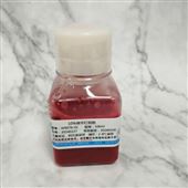 10％绵羊红细胞