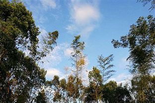 《國家碳達峰試點（黃浦）實施方案》印發