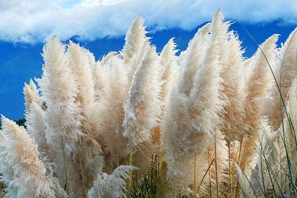 山東省肥城市“廢水”變“肥水”農(nóng)村生活污水資源化綜合利用典型案例