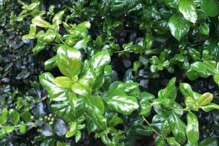 《江西省加快经济社会发展全面绿色转型的若干措施》公布！