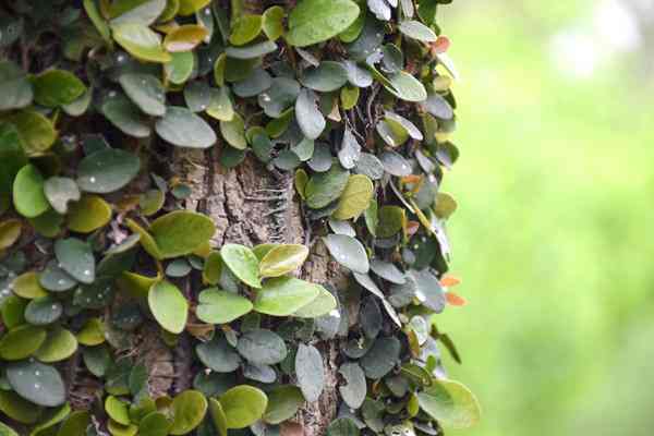 生態(tài)環(huán)境部等七部門聯(lián)合印發(fā)《京津冀美麗中國先行區(qū)建設(shè)行動方案》