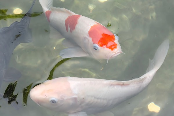 首次規(guī)范！政府投資基金 “投向哪、怎么投” 定了