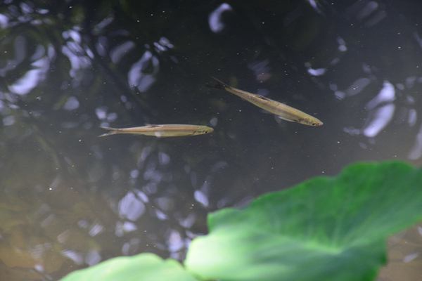 約談、掛牌督辦！河南兩地公開水污染防治攻堅專項督察整改方案