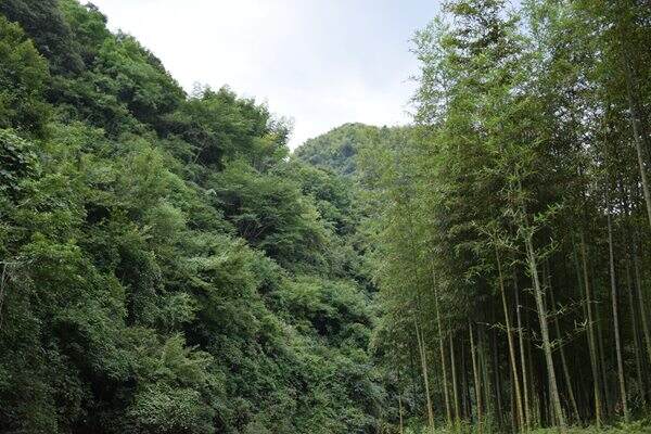 漓江保護成效顯著 指數(shù)連續(xù)5年穩(wěn)步向好