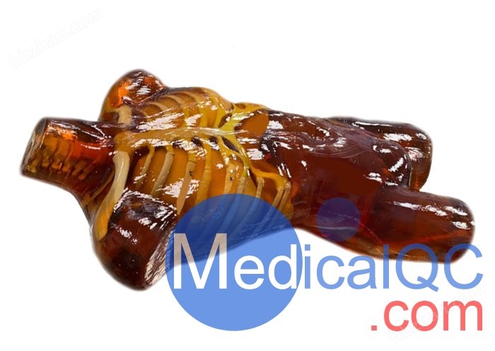 US-A02成人躯干模体