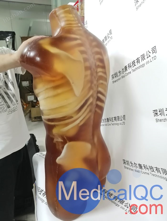 US-A02成人躯干模体