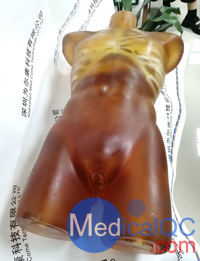 US-A02成人躯干模体